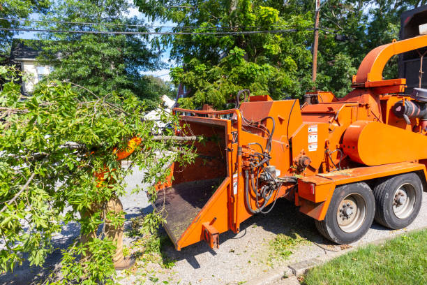 Tree Root Removal in Mauldin, SC